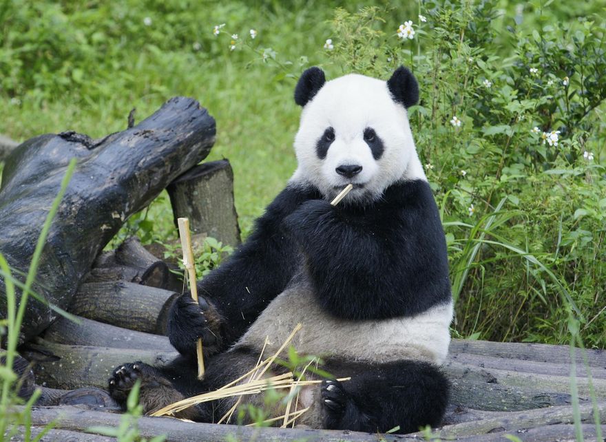 【影】慟！動物園證實「團團」病逝：下午1時48分心跳停止　終年18歲