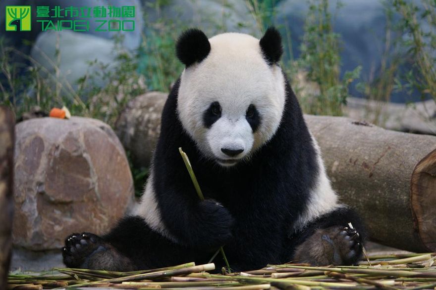 【影】「團團」癲癇3度發作！動物園悲痛證實「麻醉中沉睡」：含淚放手
