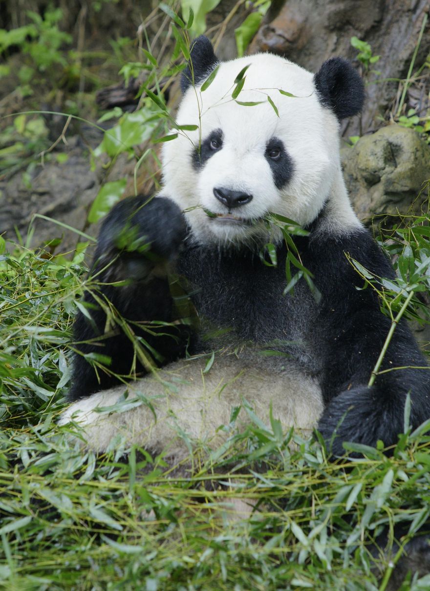 慟！大貓熊「團團」病逝　動物園將比照林旺製成標本