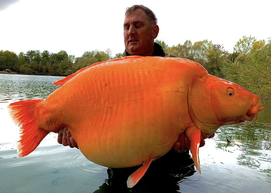 【影】英國男子幸運釣到超巨大「金魚」　重達30公斤可望打破世界紀錄