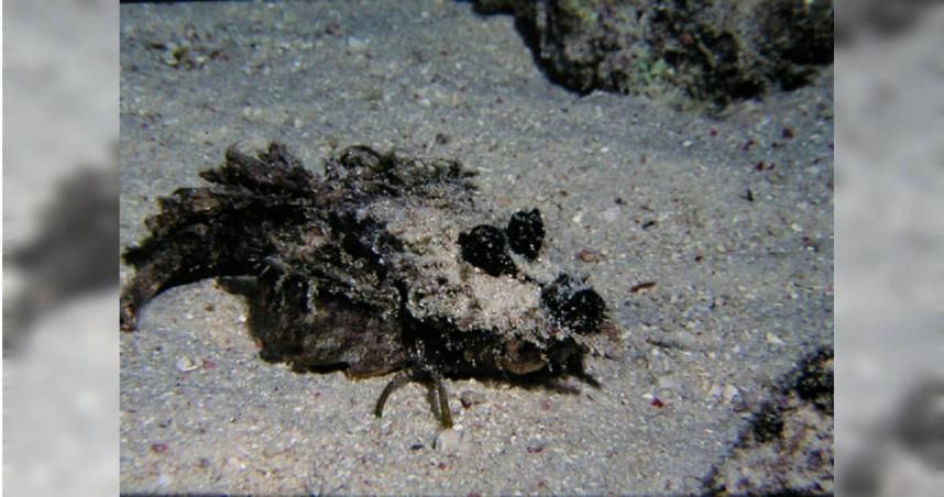 女子度蜜月浮潛遭「全球最毒魚」螫傷　「腳腫一倍＋變色」蜜月旅行全毀