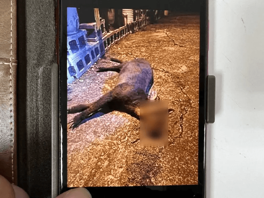 【影】難過！「保育類動物」竟變賄選贈禮！　長鬃山羊無辜成盤中飧