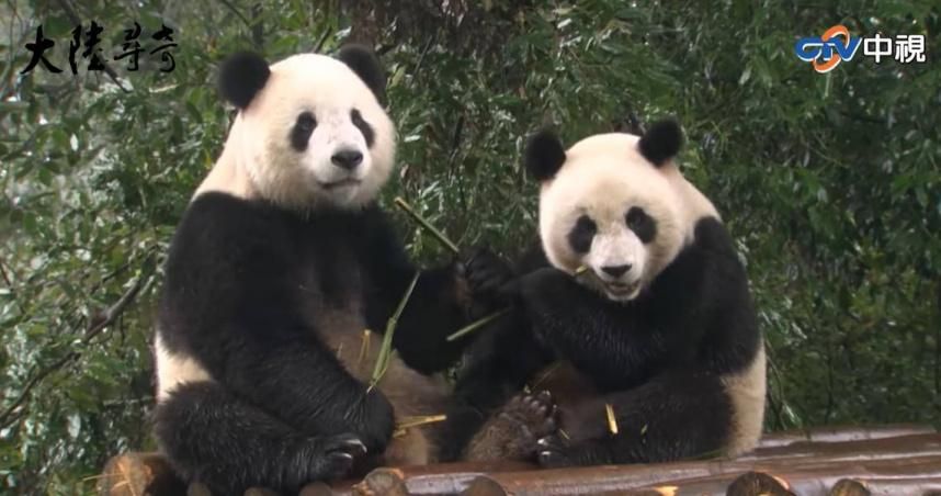 【影】團團差點來不了台灣！「愛逗圓圓」讓牠配對成功　擊敗帥哥貓熊赴台開花結果