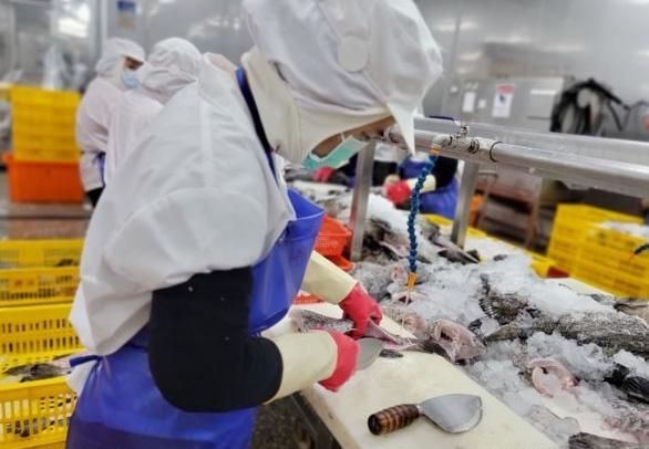 「班班吃石斑」還有50萬名學生沒吃到！漁業署緊急發聲明