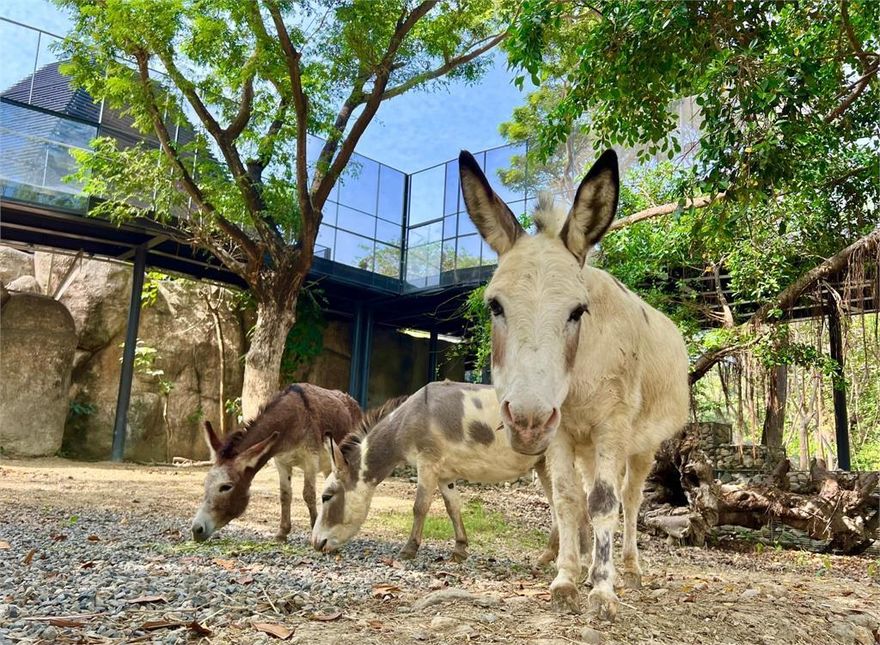 高雄壽山動物園華麗變身！12/16重新開園試營運