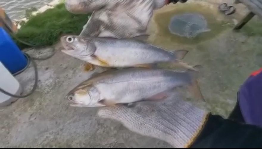 才從石斑轉養午仔魚又被禁　養殖戶嗆政府：別再說不要怕！我們怕得要死！