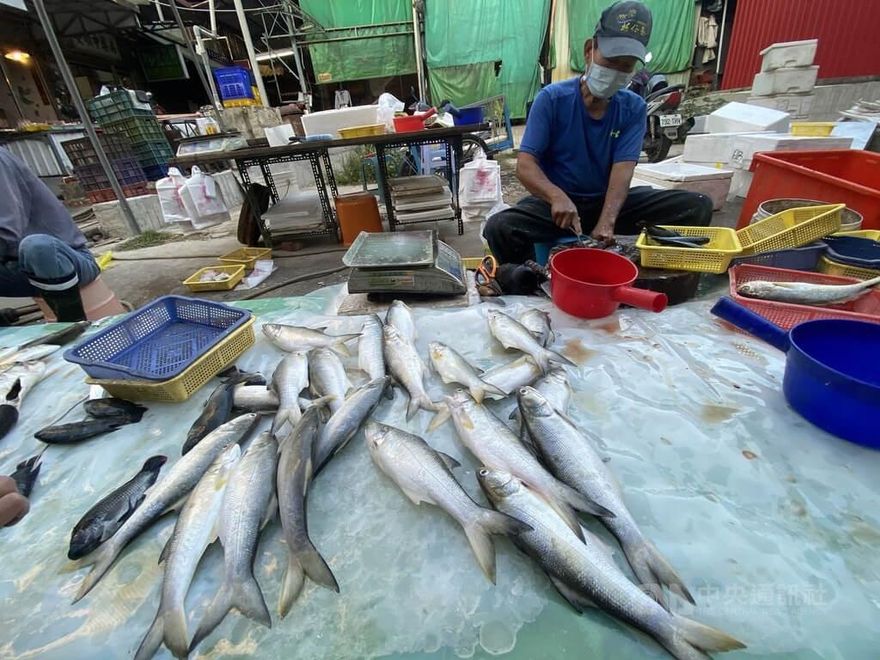 國台辦否認大陸「無預警禁止進口」台灣水產品　怒轟：刻意炒作