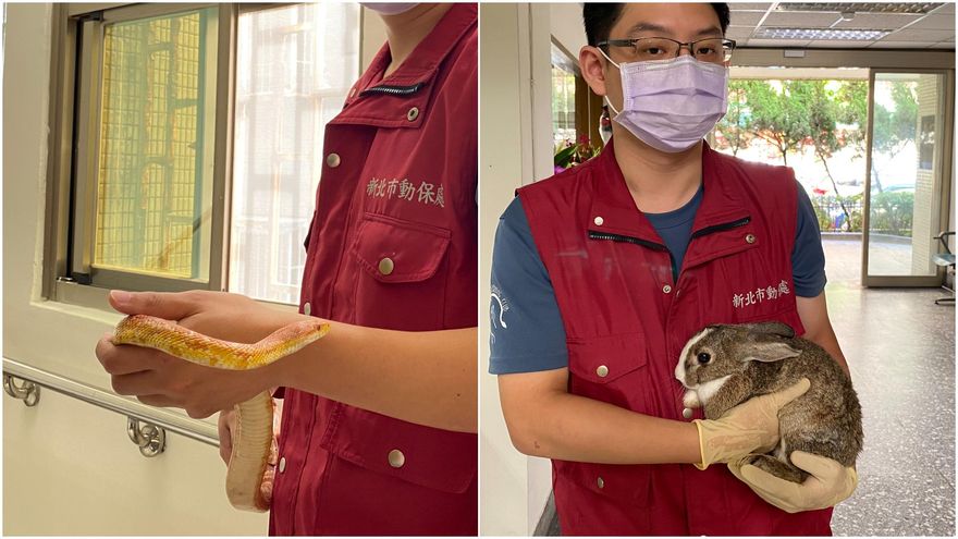 不想養跟大家一樣？新北首創「鳥、兔、蛇、龜、鼠」新手飼養10條教戰守則全在這！