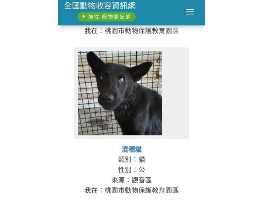 【影】要領養嗎？收容所驚見「假黑貓」！網笑翻：生理狗心理貓