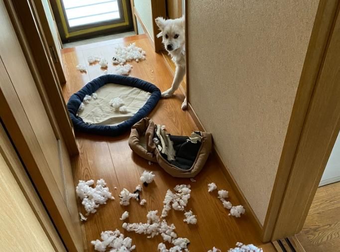 【影】屋主出門一小時家裡突然開始下雪　進門發現兇手竟躲牆邊偷看