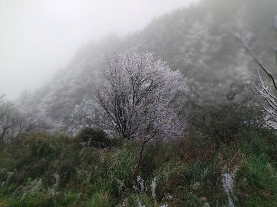 【影】思源埡口霧淞染銀樹　「一片雪白超浪漫」　北國童話世界絕景曝