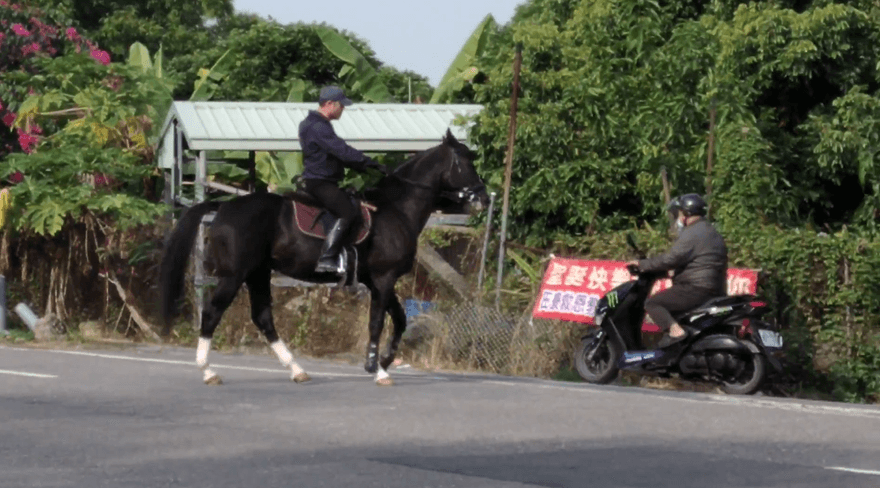 【影】高雄上演「騎士交鋒」！黑馬路邊鬧脾氣　飼主安撫半小時才肯離開
