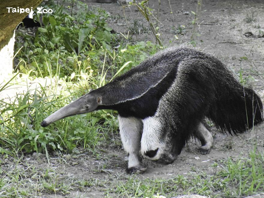 快訊/大食蟻獸「口袋莎」難產…母胎雙亡！　動物園哀曝：長頸鹿也猝逝