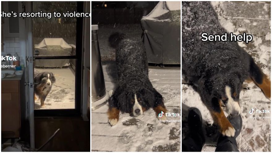 【影】伯恩山犬見雪超失控！「拍窗＋耍賴＋扒腳」汪：別走～陪偶玩