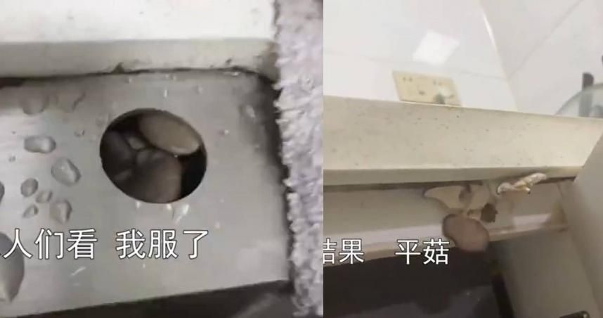 【影】才清完又長…水槽狂現「秀珍菇」　實現「菌菇自由」？網曝恐怖下場