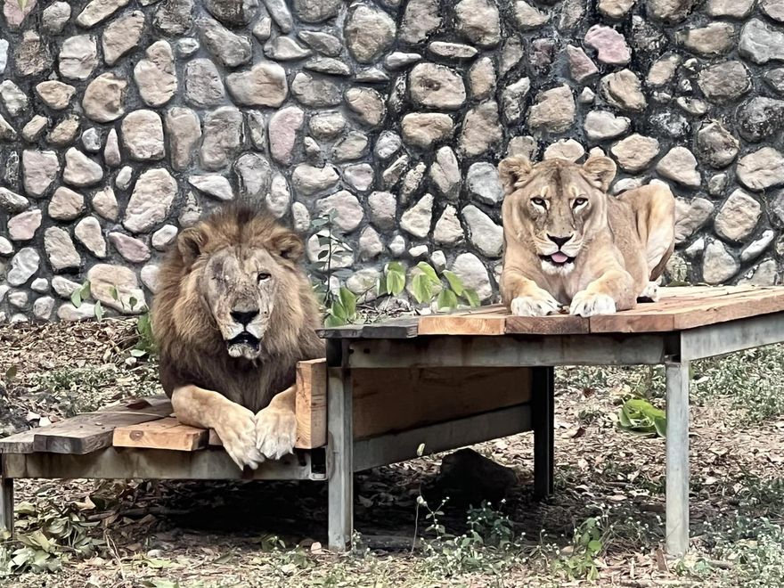 花5.5億整修！壽山動物園遭酸民嗆「動物養老院」　園方回應了