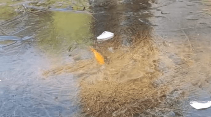 寒流發威！台中福壽山農場藍茵湖結冰　驚現錦鯉「冰封」奇景