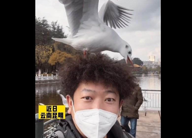 有這麼像？一頭捲髮被當「鳥窩」　男子遭海鷗狂啄網笑噴：請堅持到孵出小鳥來