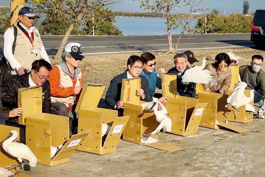 記得回來！台南七股野放黑面琵鷺　7隻「肉毒桿菌中毒癱軟」成功救援康復