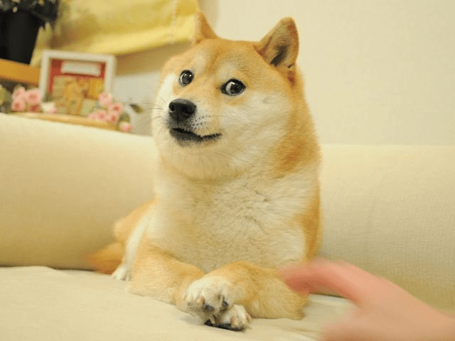 迷因哏圖紅遍全網！本尊日本柴犬病重　全球粉絲集氣ing