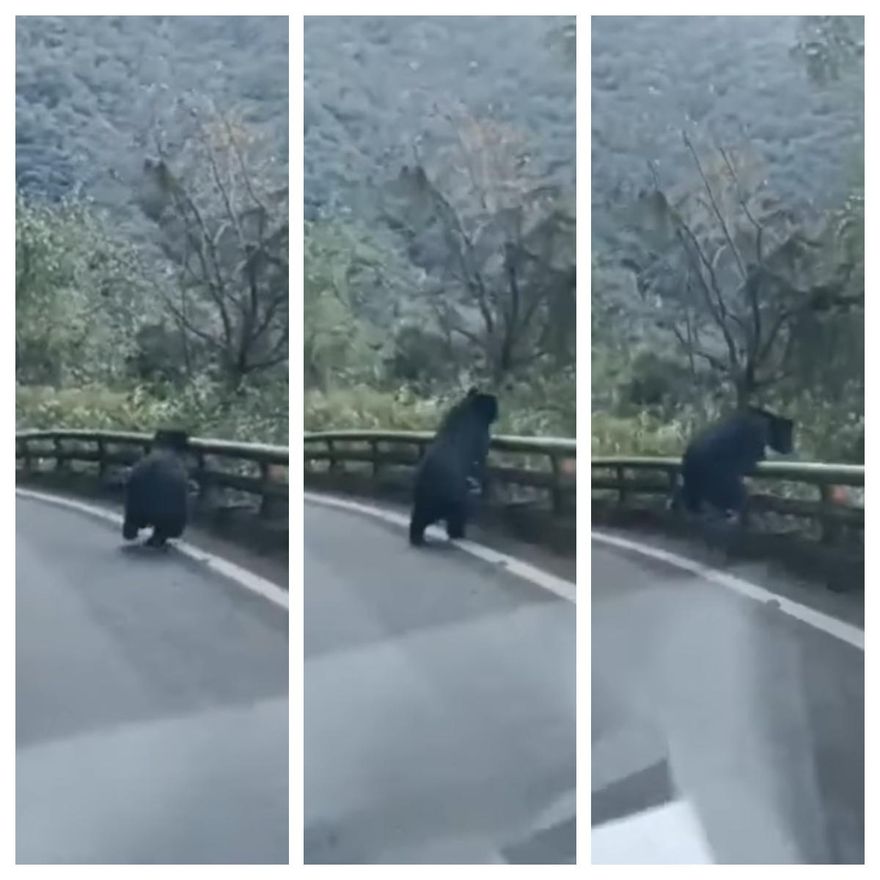 南橫公路突現黑影！為閃車靈活翻過護欄　民眾驚鴻一撇：「真的有黑熊欸」