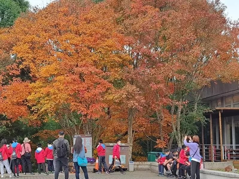 影/東勢林場優惠連發！早鳥折扣賞楓紅　園區梅花含苞待放