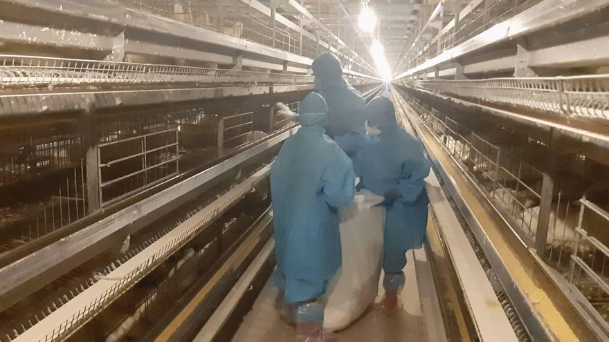 影/防疫加嚴！彰縣4禽場爆禽流感　4.2萬隻家禽慘遭撲殺