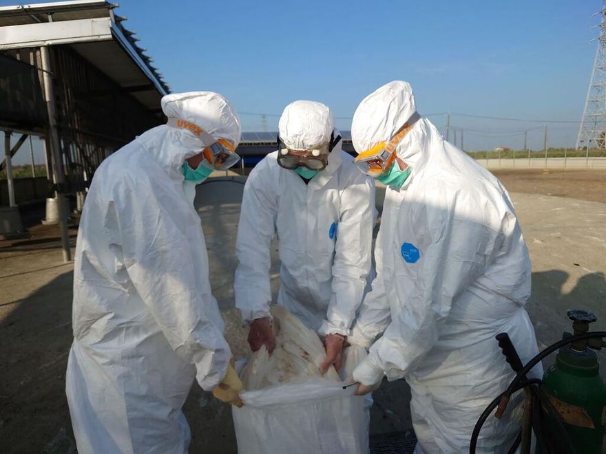 台南佳里養鵝場感染H5N1禽流感 逾千隻鵝遭撲殺