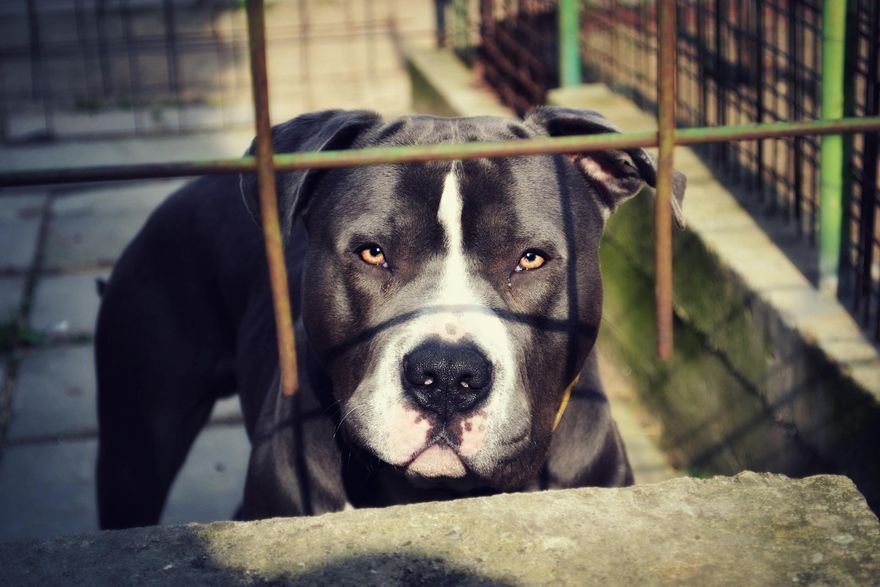 出這招果然狠！藥頭養比特犬防身　警圍捕卻步