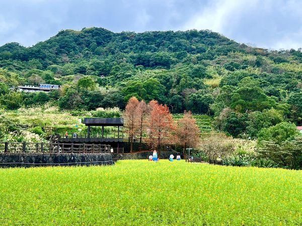 貓空「金黃魯冰花海」開了！春節順遊樟樹步道　同賞超療癒落羽松林