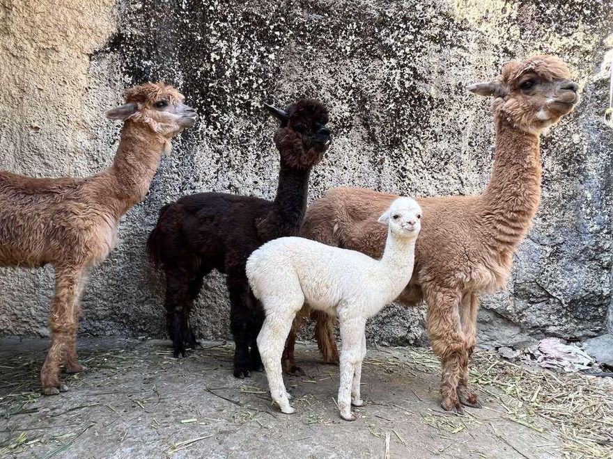 影/春節衝一波！壽山動物園採「門票預約制」每天只有5000張→手刀搶起來