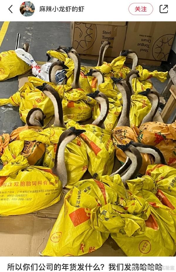 好在這不是年終…公司發「5公斤肥鵝」當過年禮品　員工笑哭：放公司很吵