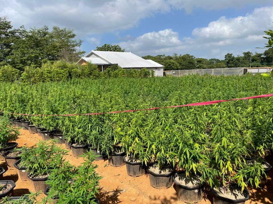 影/史上最大栽種大麻案！活株破4千…警溯源4個月逮關鍵製毒師