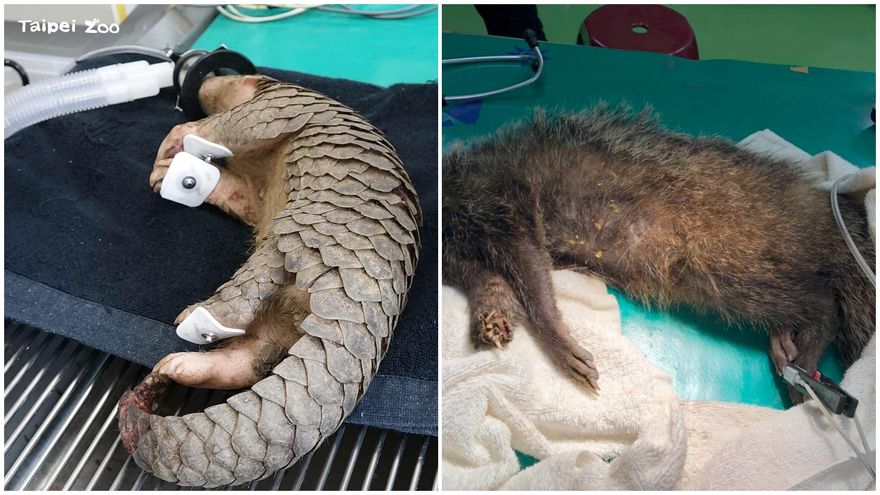 影/寵物變浪浪恐「打破生態平衡」動物園籲：寵物不離不棄！浪浪不養也別亂餵