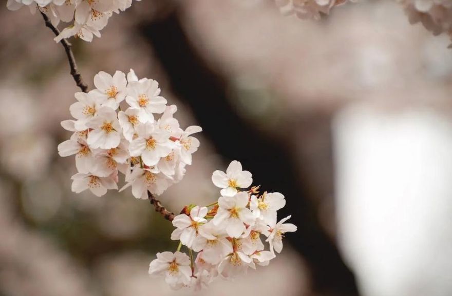 桃源櫻花、六龜梅花盛開！　茂管處：除夕起走春賞花有機會領紅包