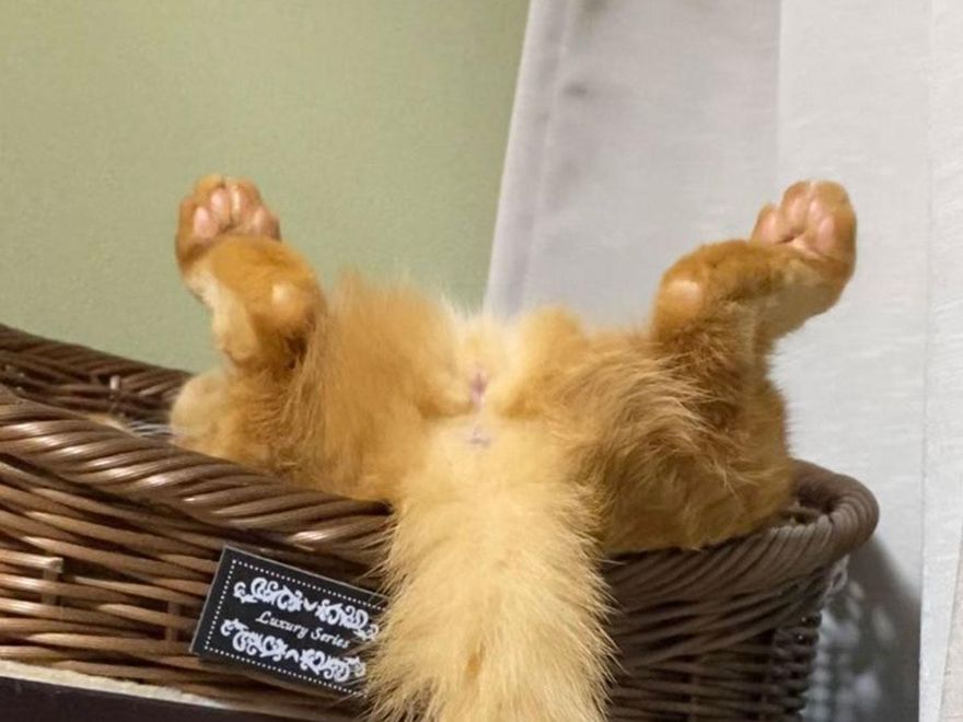 出事了…阿喵你怎沒港覺？橘貓「迷惑睡姿」飼主嚇瘋！