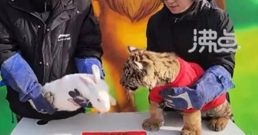 影/陸動物園迎新年拍「虎兔交接」影片　下秒畫風一變老虎撲咬兔子網嚇傻