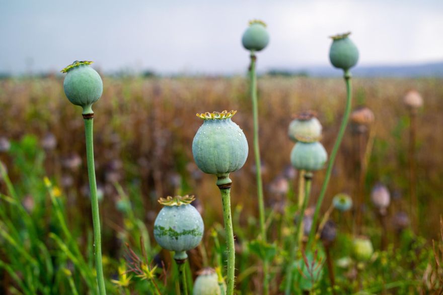 飽受軍事政變、通貨膨脹衝擊！緬甸成鴉片大國