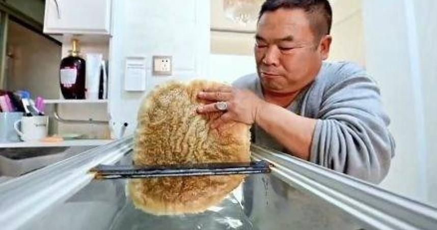 工地挖出6.5公斤「黑太歲」…山泉水養4年長到14kg　驚人價值曝光