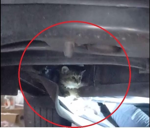 開工第一天！喵星人躲在小客車的底盤　潭北警民熱心搶救