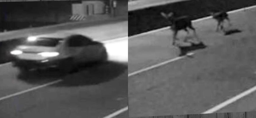 影/南投草屯「鹿」殺案！鹿母子遭車撞殞命還慘摔水溝　肇事者逃逸無蹤