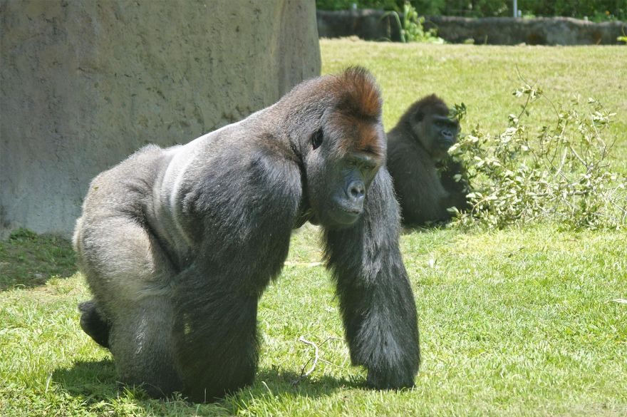 影/「猩」球崛起？廣西動物園「丟那猩」疑被激怒　丟寶特瓶狠砸遊客臉濺血