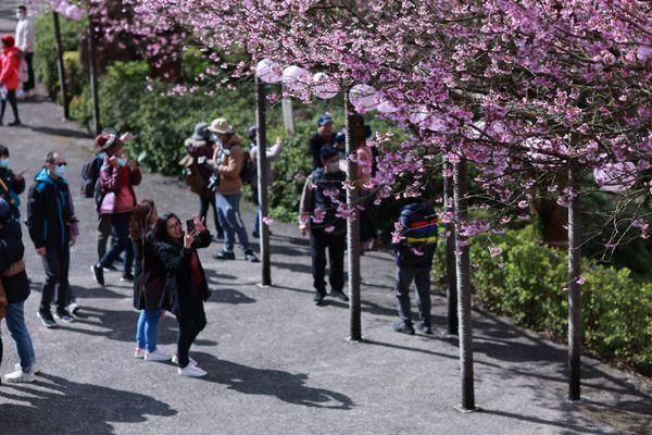情人節這裡最浪漫！網美、網帥揪過來　北台5大賞櫻打卡地點曝