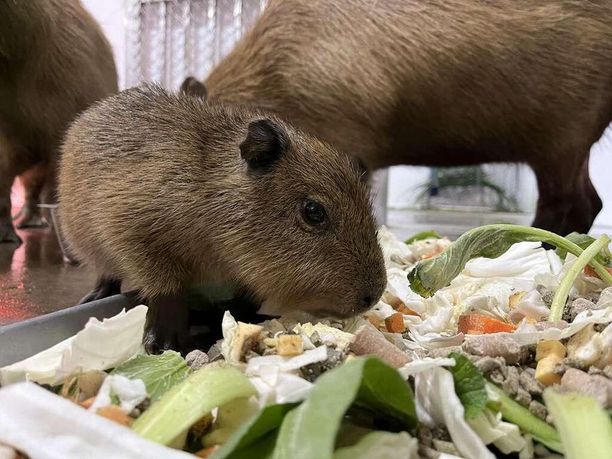 搶當命名之父！壽山動物園水豚君寶寶「命名活動」開跑