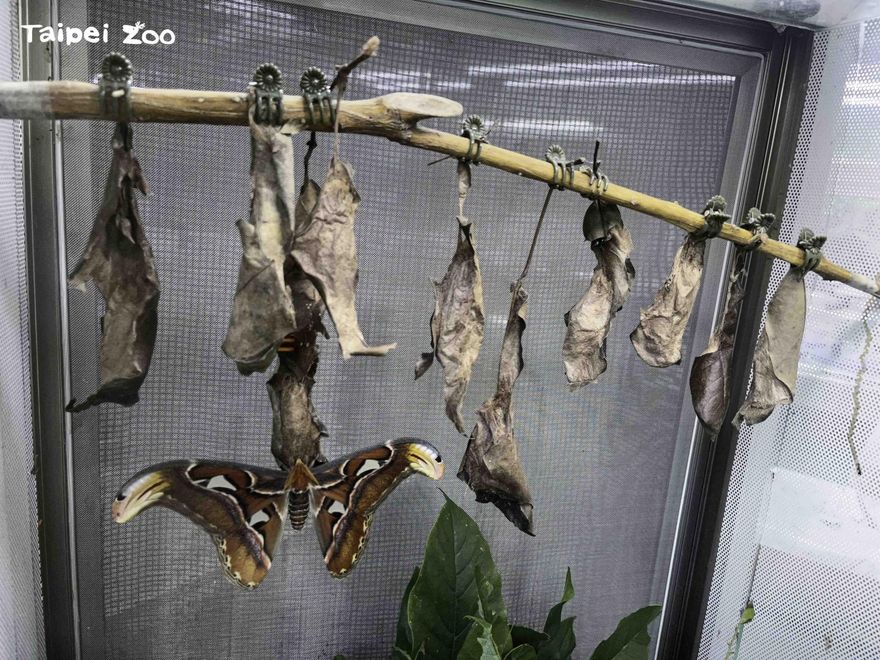 影／昆蟲館有驚喜！皇蛾變態「自行搭帳棚睡睡袋」　四季來看都不同