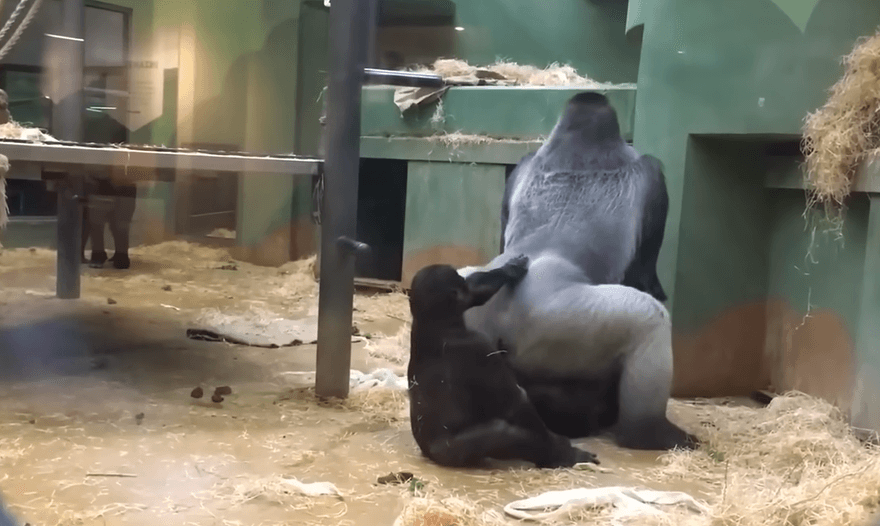 影/太嗨了！動物園大猩猩激戰「狂扭60秒」　幼猩好奇觀戰還亂拍屁股打擾