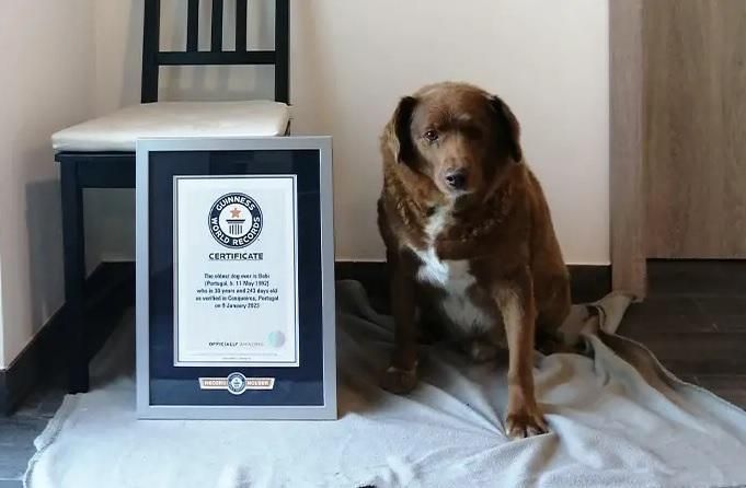 史上最長壽狗狗！30歲葡萄牙獒犬逃死　主人曝破世界紀錄祕訣