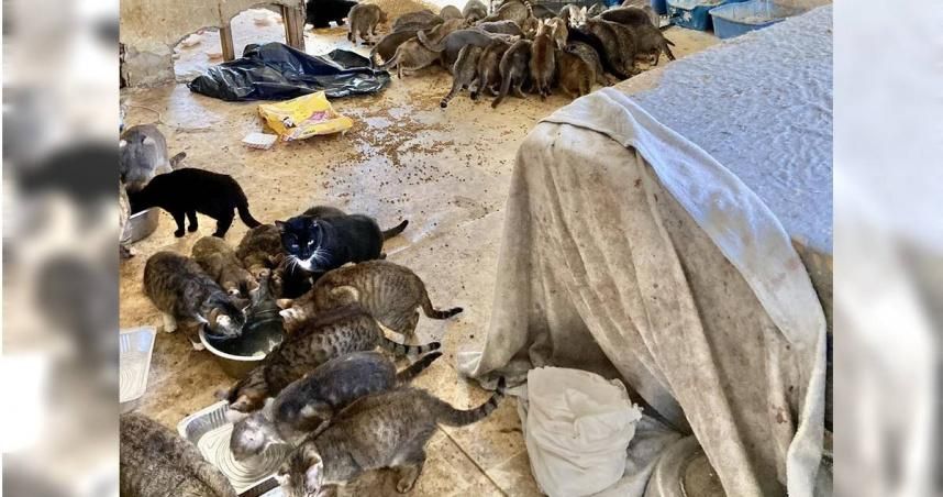 中年夫妻陳屍住處　警破門驚見150隻貓「全餓到生病」