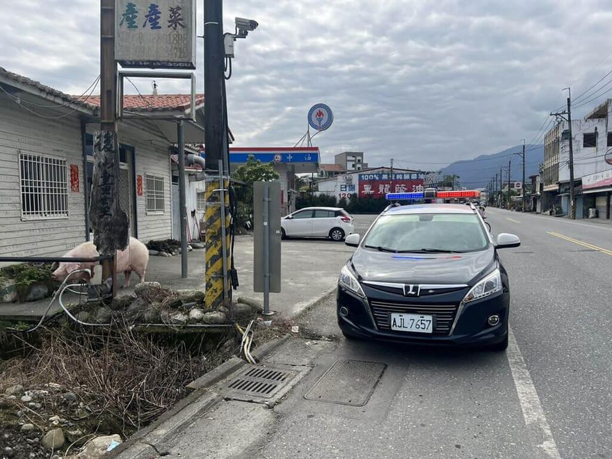 台9線真的「降肉」了！花蓮警協助找回2隻豬