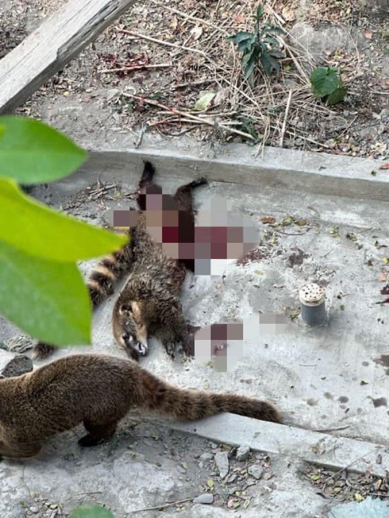 讓人不捨！壽山動物園驚傳浣熊啃食同伴　「命案現場滿地鮮血」嚇壞遊客